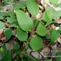 Jasminum angustifolium (L.) Willd.